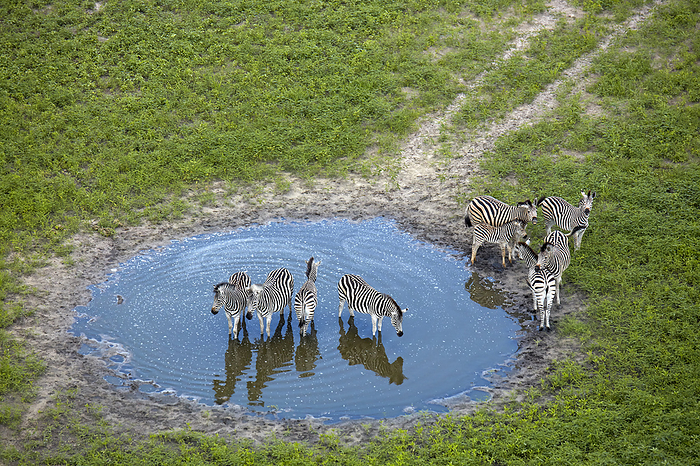 Zebras in pond, Okavango Delta, Botswana, Africa- aerial