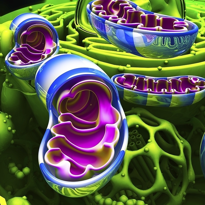 Mitochondria, illustration Illustration of mitochondria in an animal cell. Mitochondria  blue and white  are the sites of energy synthesis within the cell.