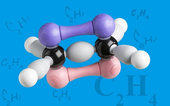 An electron density model of ethene. Ethene is a very important hydrocarbon which has the formula C2H4. The model shows sigma  and pi bonding orbitals, and the concept of hybridisation and delocalisation. Much of the production goes to polyethylene manufacture and also as a plant hormone to speed up the ripening of fruit. Model provided by Molymod molecular models.
