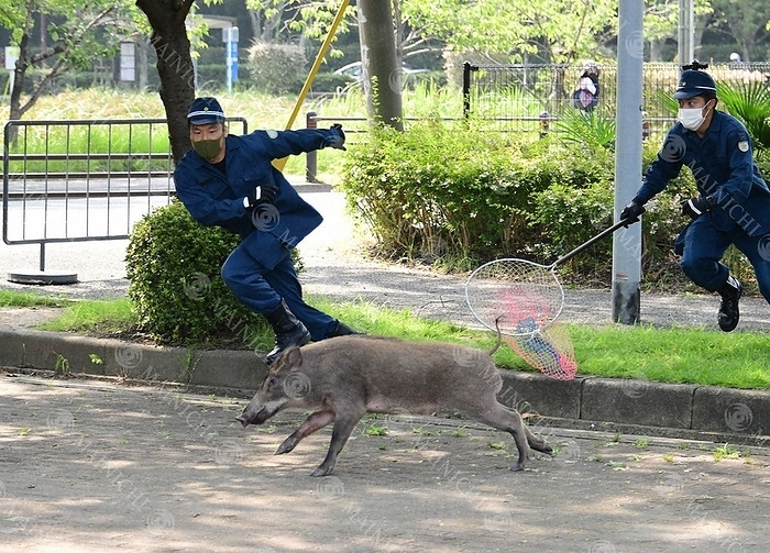 A police officer chases a fleeing wild boar in a parking lot of Ohori Park. A police officer chases a fleeing wild boar in a parking lot of Ohori Park in Fukuoka City at 9:46 a.m. on August 5, 2020, photo by Osamu Sugagawa.
