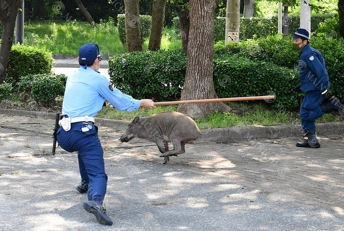 Police officers chasing a wild boar that appeared in the center of Fukuoka City A police officer chases a wild boar that appeared in central Fukuoka City near Ohori Park in Chuo Ward, Fukuoka City at 9:46 a.m. on August 5, 2020.