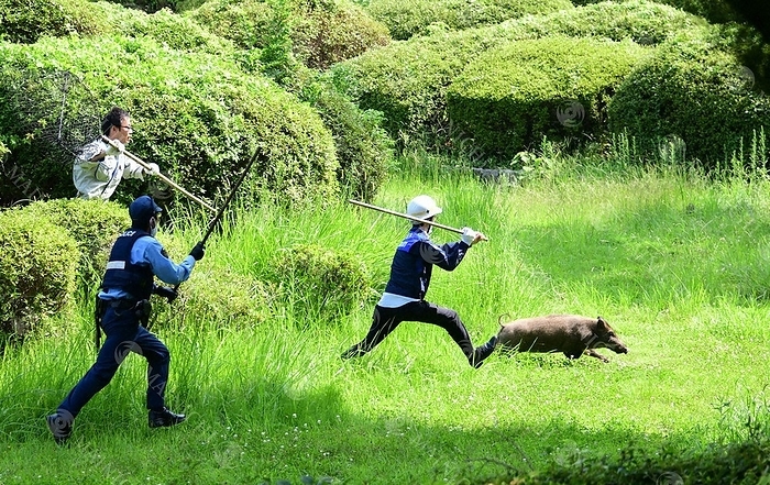 Police officers chase a fleeing wild boar in Maizuru Park. Police officers chase a fleeing wild boar through Maizuru Park in Chuo Ward, Fukuoka City at 9:49 a.m. on August 5, 2020  photo by Osamu Sugagawa