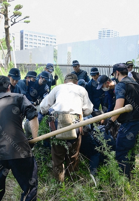 Riot police holding down a captured wild boar. Riot police and others hold down a captured wild boar at 11:51 a.m. on August 5, 2020, in Chuo ku, Fukuoka City, Japan.