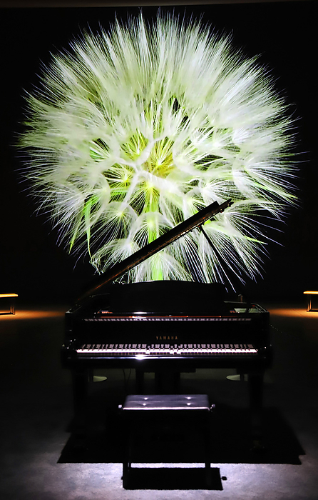 An installation of AI played autopiano with flower images  A garden for Inspiration  August 8, 2020, Tokyo, Japan   An installation of autopiano with large projection images of flowers  A Garden for Inspiration  starts at the national Museum of Emerging Science and Innovation or Miraikan in Tokyo on Saturday, August 8, 2020. The autopiano plays Canadian legendary pianist Glenn Gould like music arranged by technology of artificial intelligence  AI  developed by Japanese instrument giant Yamaha while the background movies are projected interactively.        Photo by Yoshio Tsunoda AFLO 