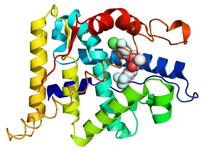 Androgen receptor, molecular model Androgen receptor. Molecular model of the ligand binding domain of the androgen receptor, complexed with a selective androgen receptor modulator molecule.