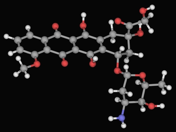 Doxorubicin drug molecule Doxorubicin, molecular model. Drug used in the chemotherapy of a wide range of cancers. Atoms are represented as spheres and are colour coded: carbon  grey , hydrogen  white , nitrogen  blue  and oxygen  red .