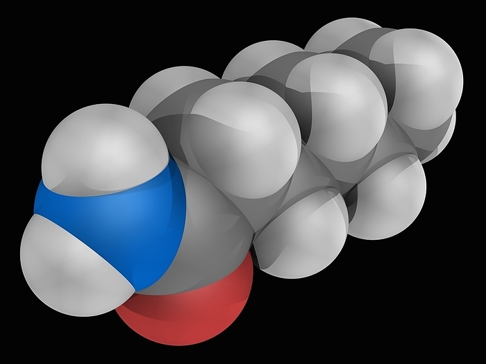 Hexanamide molecule Hexanamide  capronamide , molecular model. Organic compound, amide. Reacts with azo and diazo compounds to generate toxic gases. Atoms are represented as spheres and are colour coded: carbon  grey , hydrogen  white , nitrogen  blue  and oxygen  red .