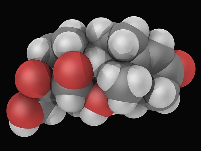 Hydrocortisone hormone molecule Hydrocortisone  cortisol , molecular model. Steroid hormone produced by the adrenal gland. Atoms are represented as spheres and are colour coded: carbon  grey , hydrogen  white  and oxygen  red .