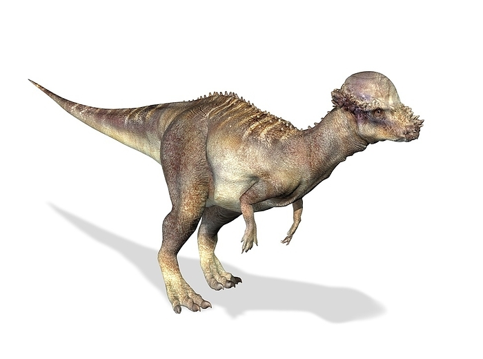 Pachycephalosaurus dinosaur, artwork Pachycephalosaurus dinosaur, computer artwork. This dinosaur lived in the USA during the Maastrichtian stage of the late cretaceous period.