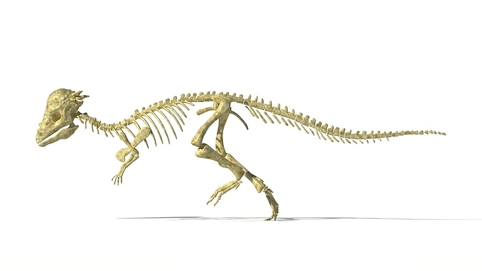 Pachycephalosaurus skeleton, artwork Pachycephalosaurus dinosaur skeleton, computer artwork. This dinosaur lived in the USA during the Maastrichtian stage of the late cretaceous period.