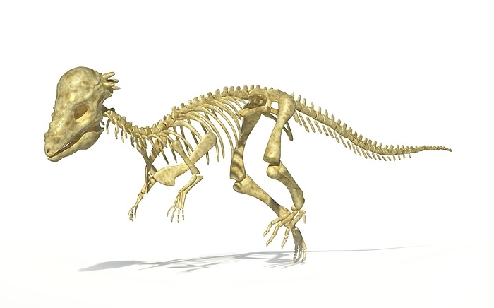 Pachycephalosaurus skeleton, artwork Pachycephalosaurus dinosaur skeleton, computer artwork. This dinosaur lived in the USA during the Maastrichtian stage of the late cretaceous period.