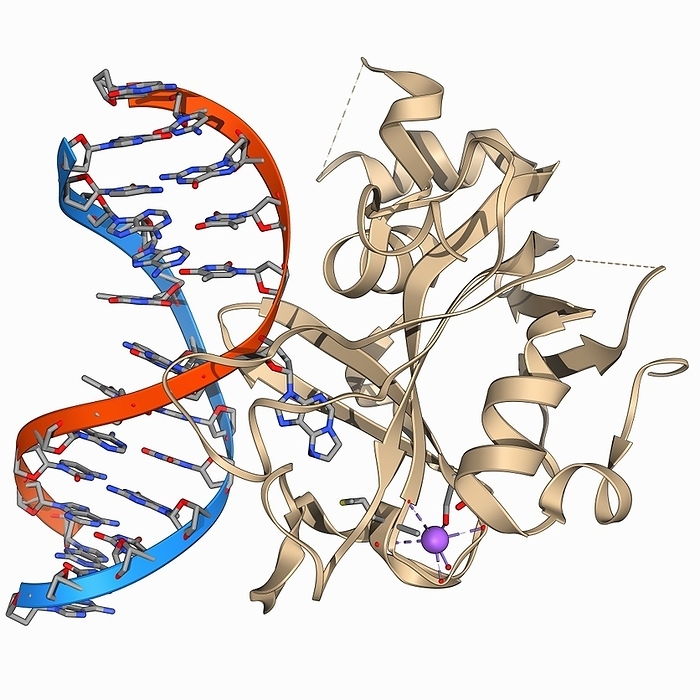 Oxoguanine glycosylase complex Oxoguanine glycosylase complex. Computer model showing an 8 Oxoguanine glycosylase  OGG1  molecule  beige  bound to a section of DNA  deoxyribonucleic acid, red and blue . OGG1 is a DNA glycosylase enzyme that is involved in base excision repair   a cellular mechanism that repairs damaged DNA throughout the cell cycle.