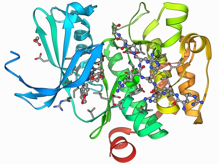 Kinase inhibitor complex Kinase inhibitor complex. Molecular model of a leucettine kinase inhibitor bound to a serine threonine kinase protein.