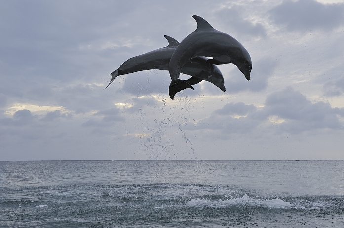 bottlenosed dolphin  Tursiops truncatus  Latin America, Honduras, Bay Islands Department, Roatan, Caribbean Sea, View of bottlenose dolphins jumping in seawater at dusk