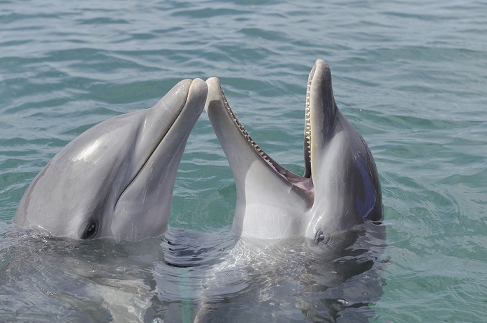 bottlenosed dolphin  Tursiops truncatus  Latin America, Honduras, Bay Islands Department, Roatan, Caribbean Sea, Close up of two bottlenose dolphins swimming in seawater surface