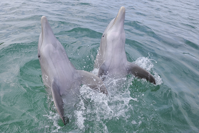 bottlenosed dolphin  Tursiops truncatus  Latin America, Honduras, Bay Islands Department, Roatan, Caribbean Sea, View of two bottlenose dolphins swimming in seawater surface