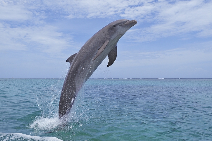 bottlenosed dolphin  Tursiops truncatus  Latin America, Honduras, Bay Islands Department, Roatan, Caribbean Sea, View of bottlenose dolphin jumping in seawater