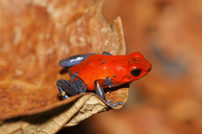 Costa Rica, Poison dart frog on leaf