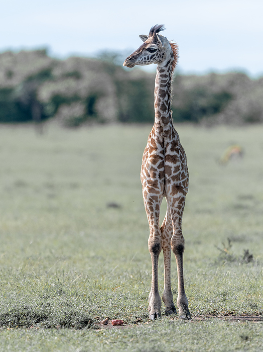 Giraffe cub Fron view of a young giraffe calf roaming through the grassland of Masai Mara.