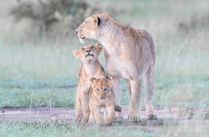 lion  Panthera leo  A female and two young lion roaming through the savanna of Masai Mara.