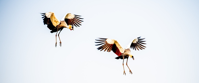Sieview of two grey crowned cranes at landing flight.