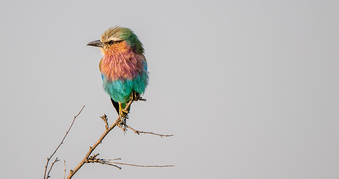 Frontal view of a lilac-breasted roller sitting on a branch at top of a tree, Masai Mara.