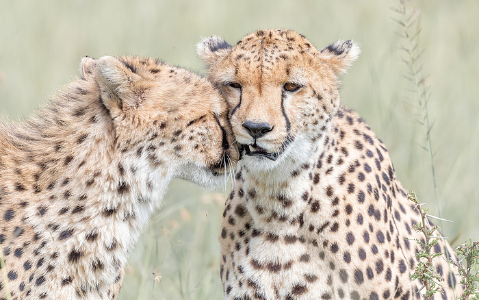 cheetah  Acinonyx jubatus  Head close up of two adult cheetahs cuddling each other, Masai Mara.