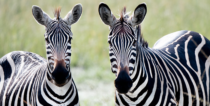 zebra Front close up of two zebras looking at camera, Uganda.
