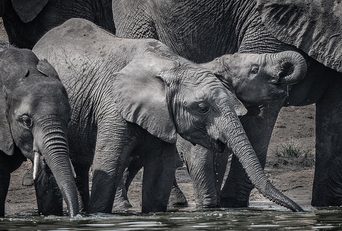 African elephant drinking water Side view of a herd of African savanna elephants with calfs standing on water hole and drinking, Uganda.