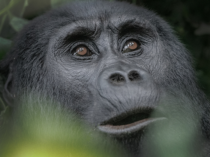 mountain gorilla Close up of mountain gorilla facial expression looking up, Bwindi Impenetrable National Park, Uganda.