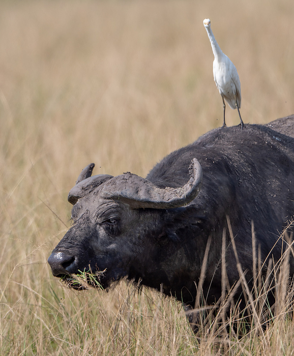 Cape buffalo standing in high grass and egret searching for insects on his back, Uganda.