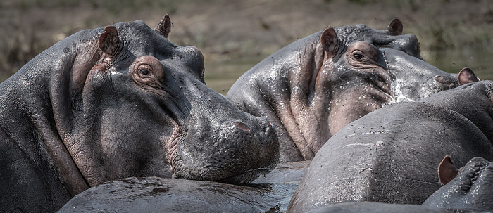 Details of herd of wet hippo in water, Uganda.