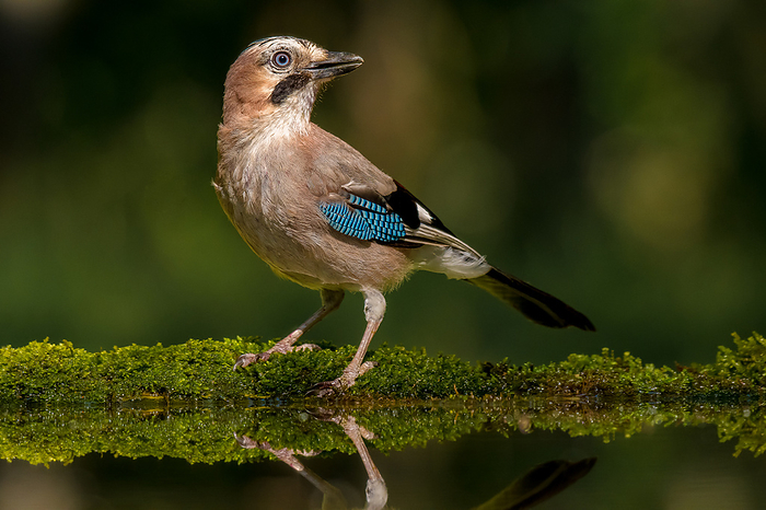 Sideview and close-up of an Eurasian jay standing at water at Hungary.