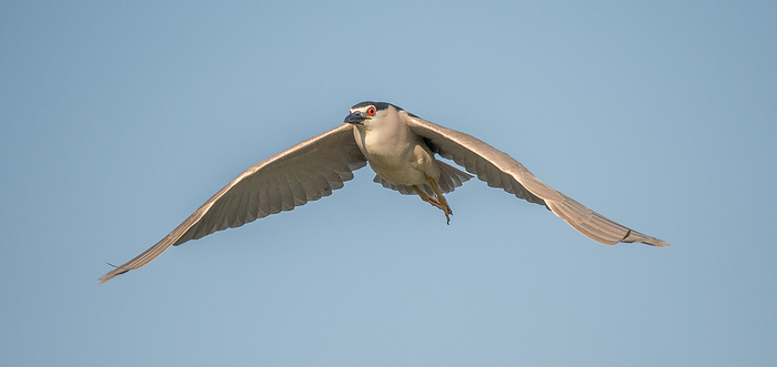 Close-up of a black-capped night heron in flight.