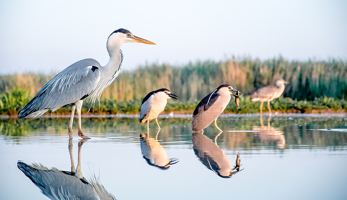 Side view of herons standing in shallow water. Mirroring image.