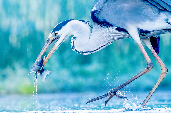 Side close-up of a grey heron hunting in the dusk and catching a fish.