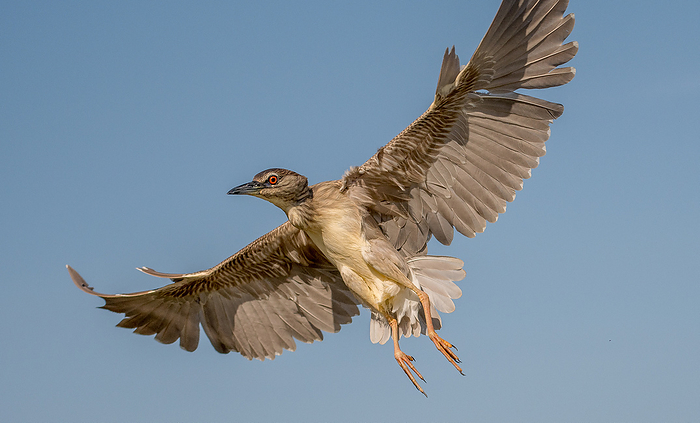 Close-up of young night heron in flight.