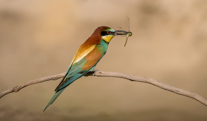 Side view of a Bee-eater sitting on a branch with a dragon-fly in its beak.
