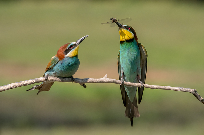Front view of two Bee-eaters sitting on a branch,  one of them has a dragon-fly in its beak.