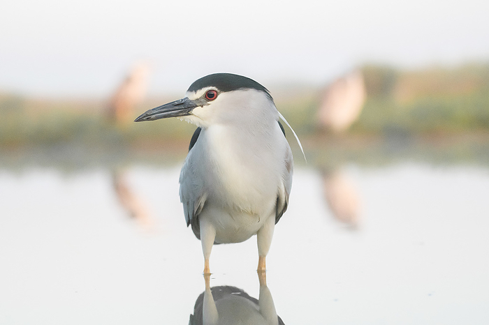 Frontal close-up of a black-capped night heron standing in shallow water.