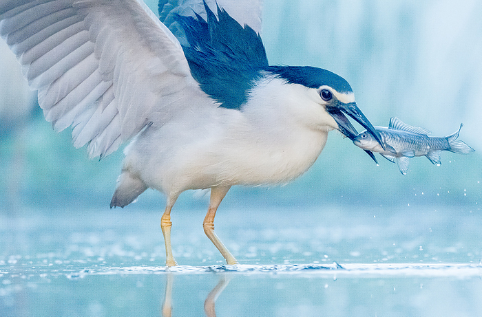 A black-capped night heron wading through water in the twilight and hunting a fish.