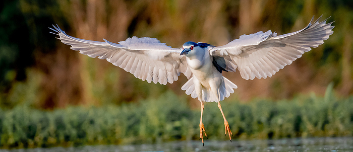 Frontal view of a black-capped night heron starting to flight.