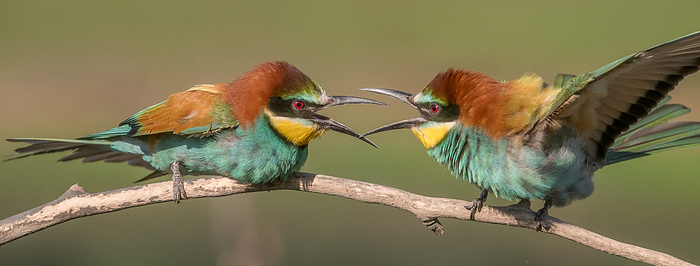 Two bee-eaters sitting on a branch, cawing and quarreling.
