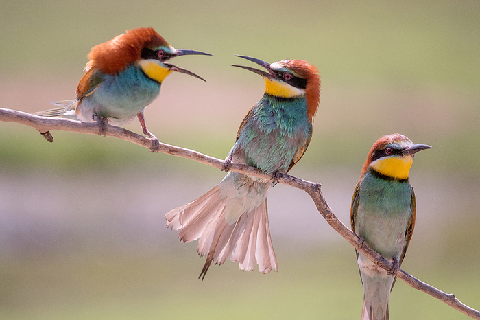 Front view of three bee-eaters sitting on a branch and quarreling.