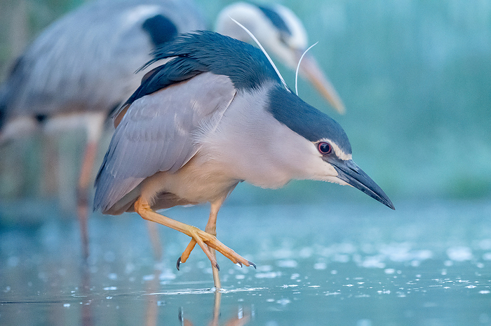 A black-capped night heron wading through water and hunting in the twilight.