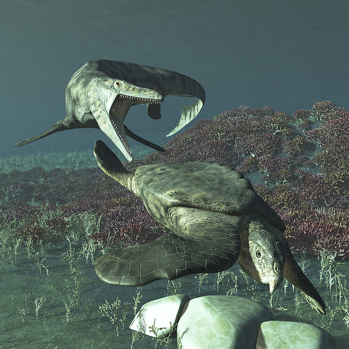 Tylosaurus proriger preying on a giant Archelon sea turtle. Tylosaurus proriger preying on a giant Archelon sea turtle.