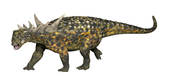 Sauropelta, an early nodosaurid ankylosaur. Sauropelta, an early nodosaurid ankylosaur.