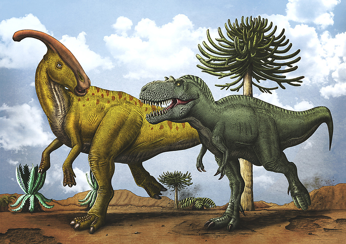Gorgosaurus dinosaur chasing after a Parasaurolophus. Gorgosaurus dinosaur chasing after a Parasaurolophus.