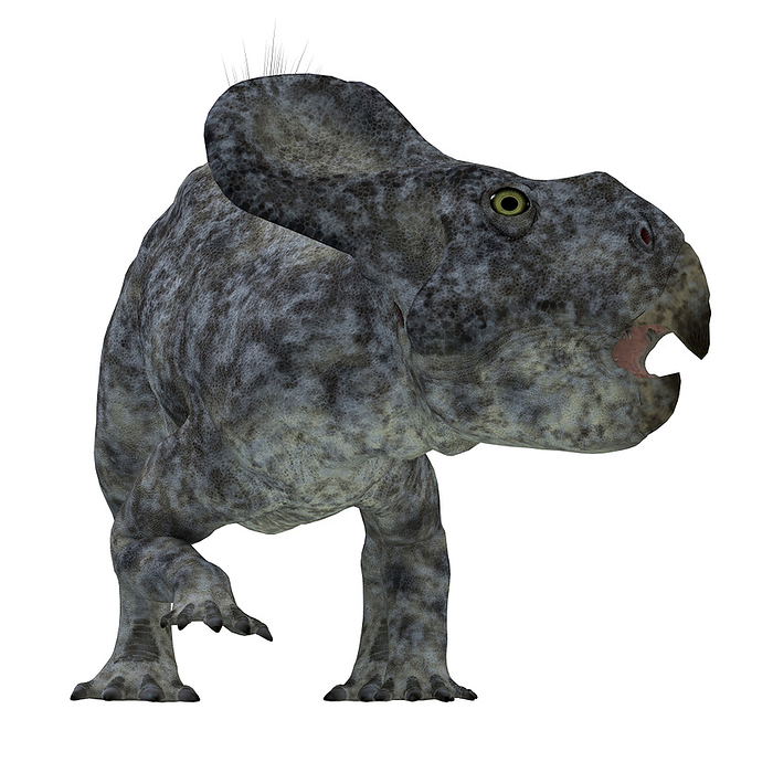 Protoceratops dinosaur. Protoceratops dinosaur.