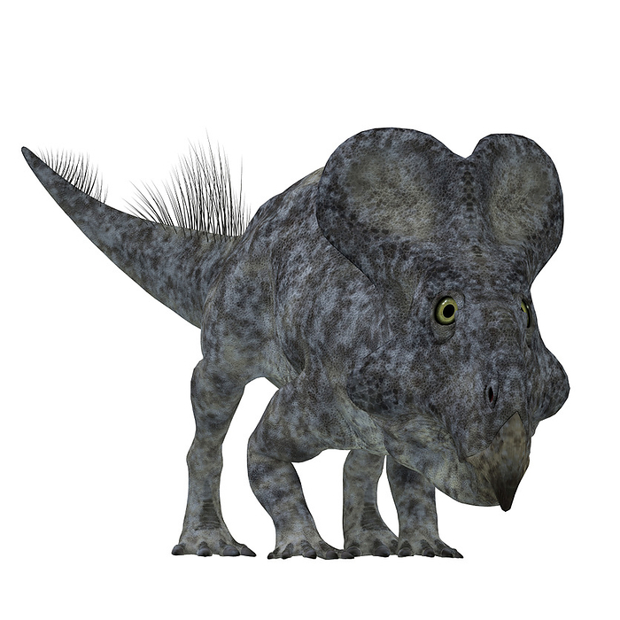Front view of a Protoceratops dinosaur. Front view of a Protoceratops dinosaur.